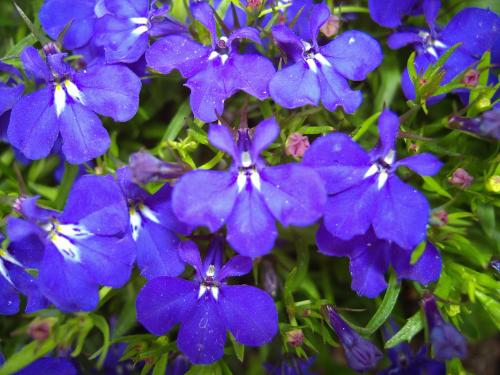 Lobelia